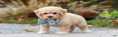 Teddy