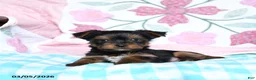 Yorkshire Terrier dogs for sale: Dexter - Ad 5