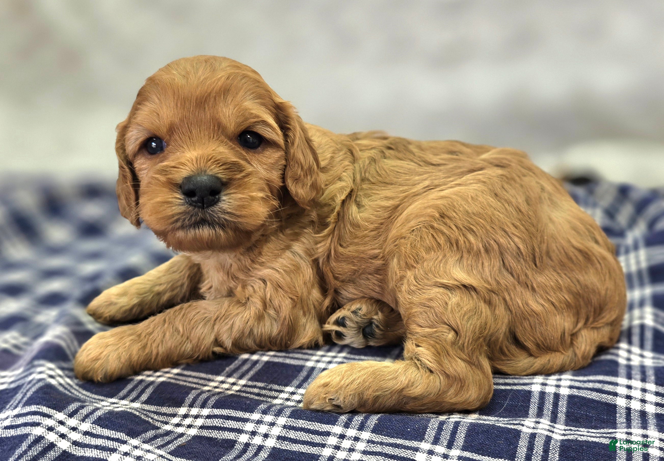 Cavapoo dogs Obsidian - Ad 9