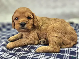 Cavapoo dogs Obsidian - Ad 9