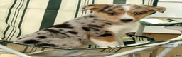 Australian Shepherd dogs for sale: Casper - Ad 8