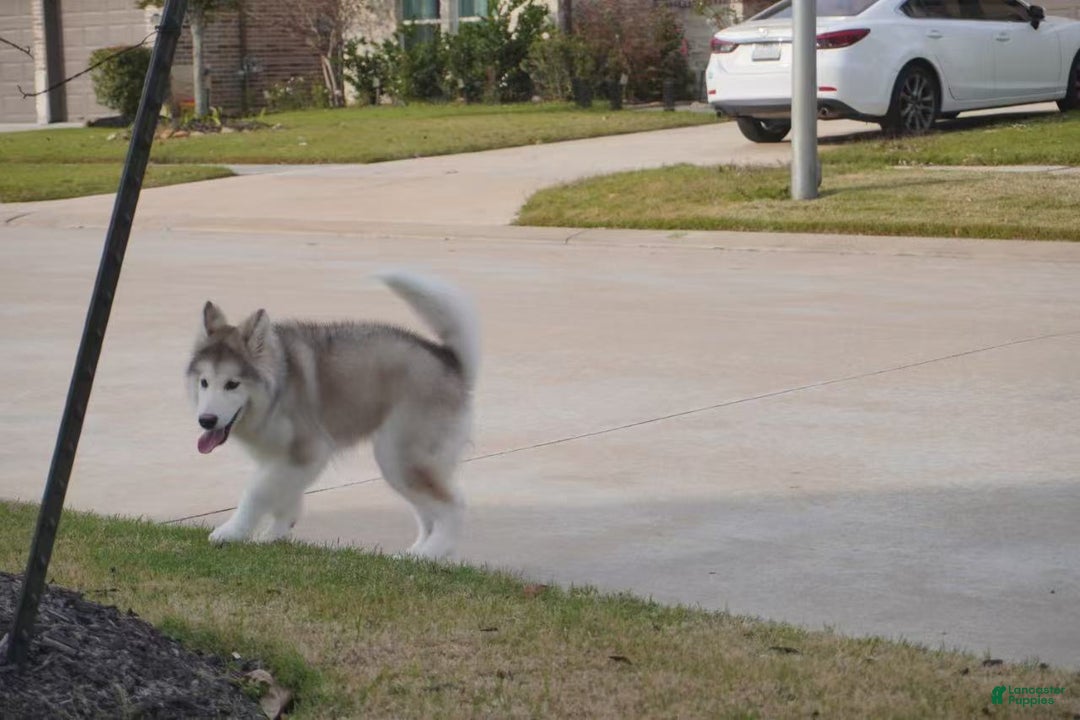 Alaskan Malamute dogs for sale: Xiao Lv - Ad 27