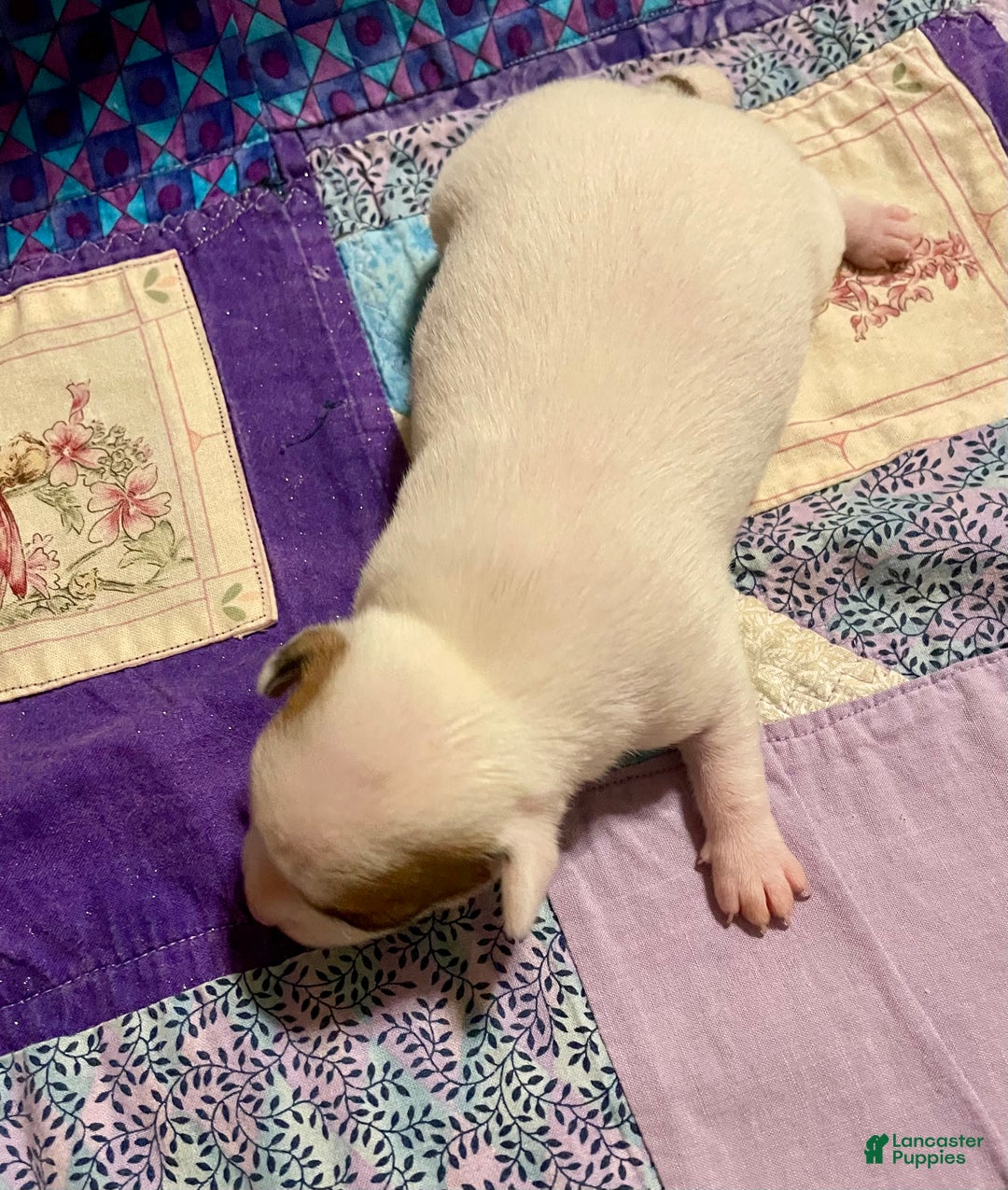 Chihuahua dogs for sale: Lucille - Ad 21
