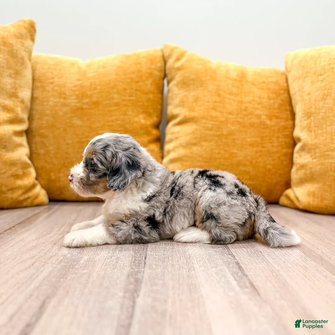 Mini Bernedoodle dogs for sale: Sadie - Ad 2