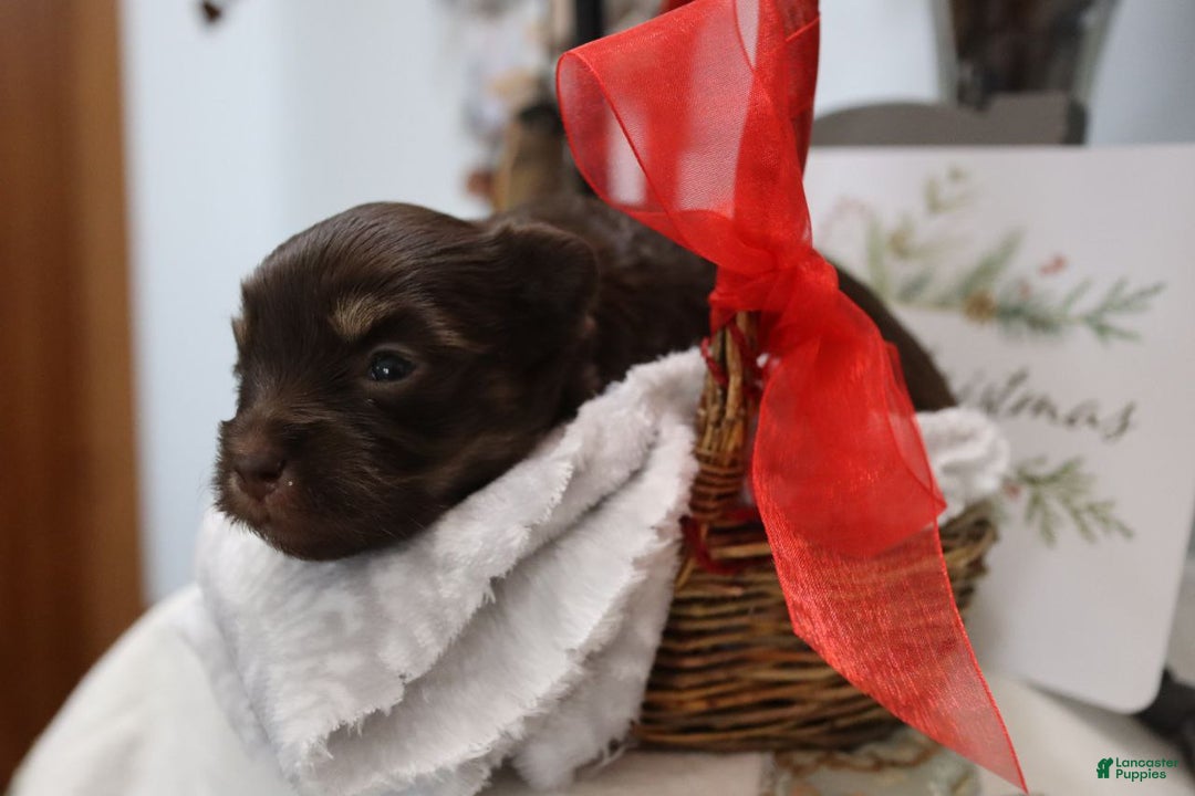 Havanese dogs for sale: Chocolate - Ad 8