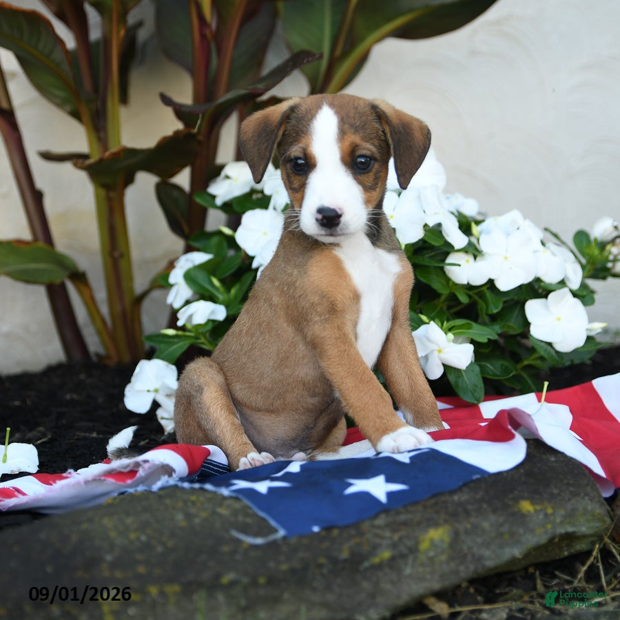 Mixed Breed dogs Russel - Ad 2