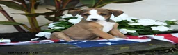 Mixed Breed dogs for sale: Russel - Ad 2