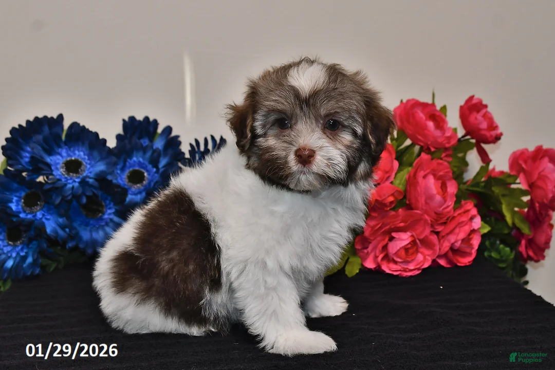 Havanese dogs for sale: Tony - Ad 1