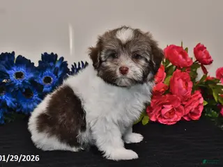Havanese dogs Tony - Ad 34