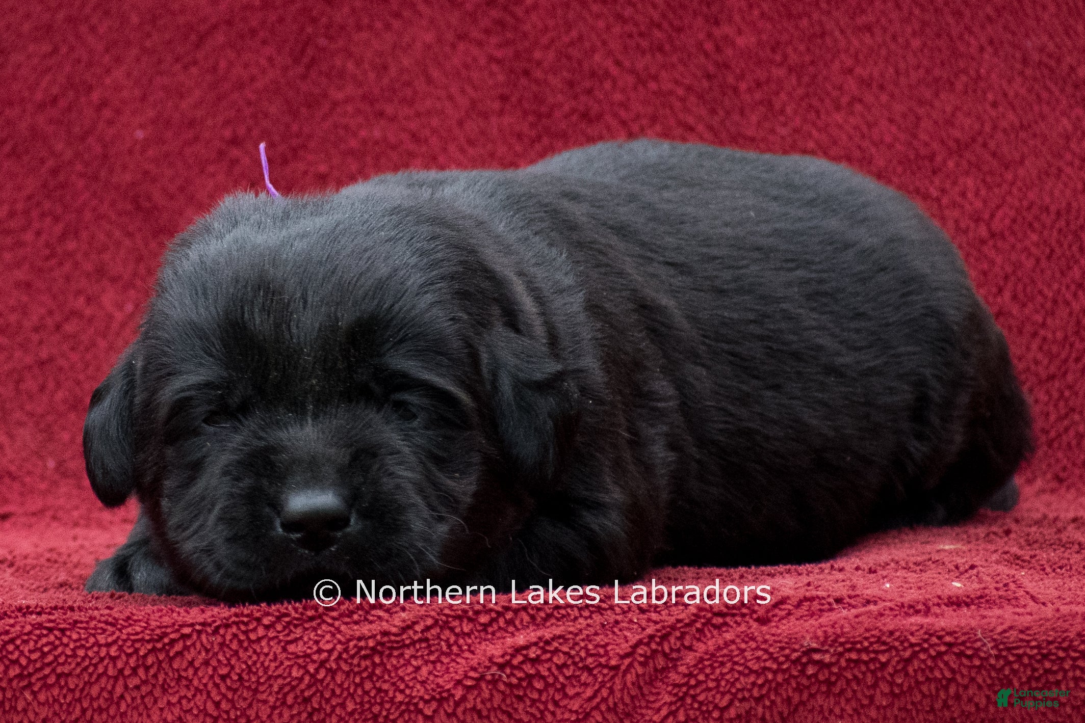 Labrador Retriever dogs Navy - Ad 41