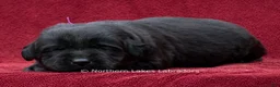 Labrador Retriever dogs for sale: Navy - Ad 1