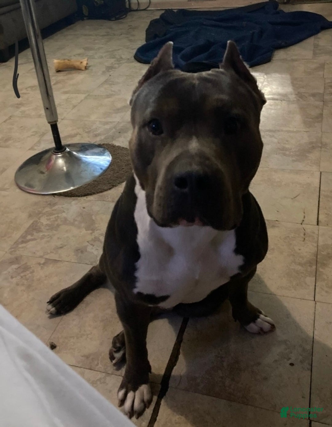 American Bully dogs for sale: American Bully Puppy 1 - Ad 6