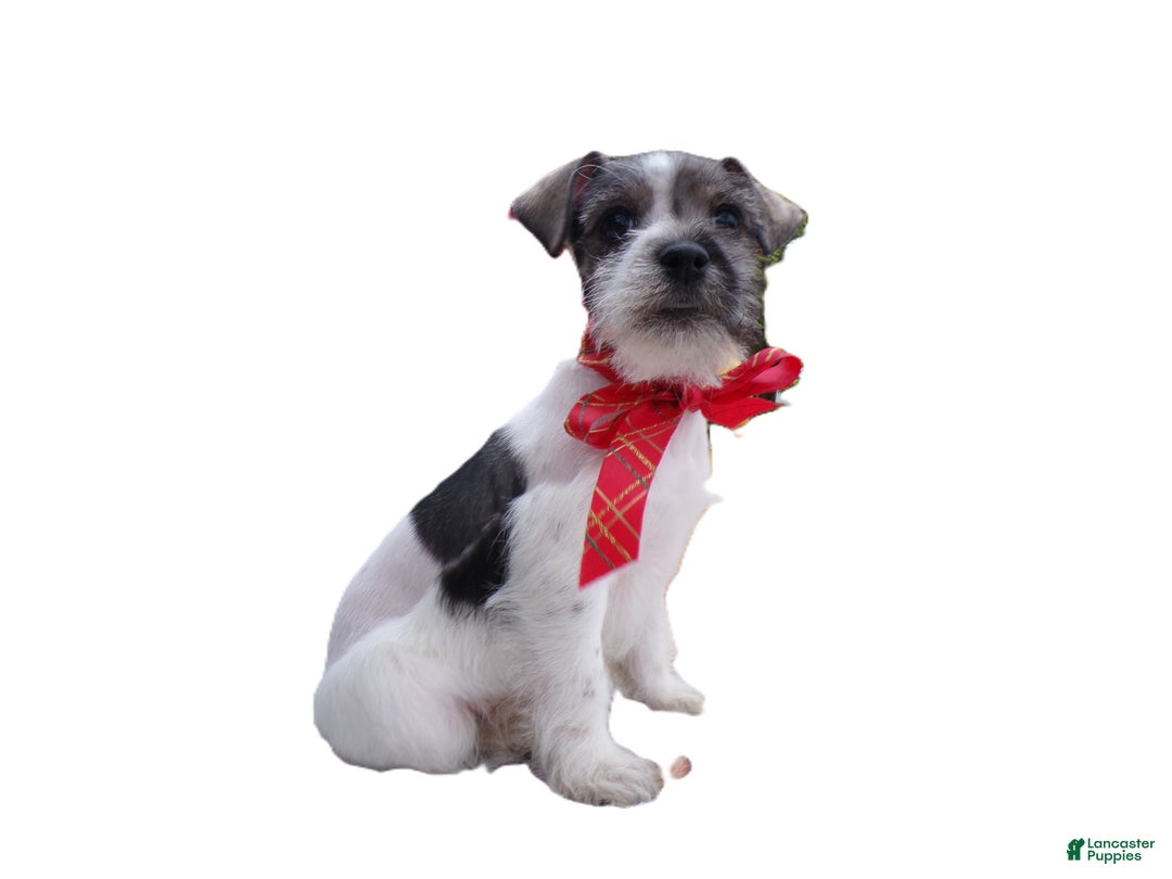 Schnoodle dogs for sale: Schnoodle Puppy 1 Sabrina - Ad 3