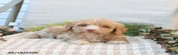 Mini Goldendoodle dogs for sale: Mabel - Ad 4