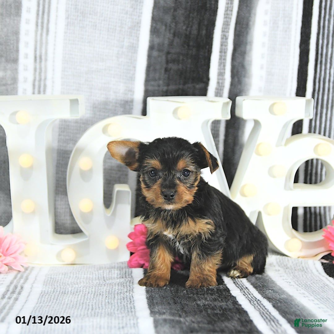Yorkshire Terrier dogs for sale: Maverick - Ad 5