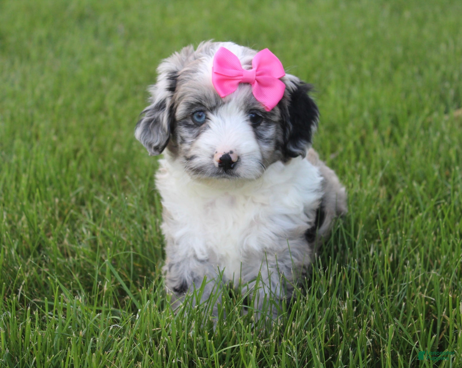Mini Aussiedoodle dogs Jenna 🎀 - Ad 2