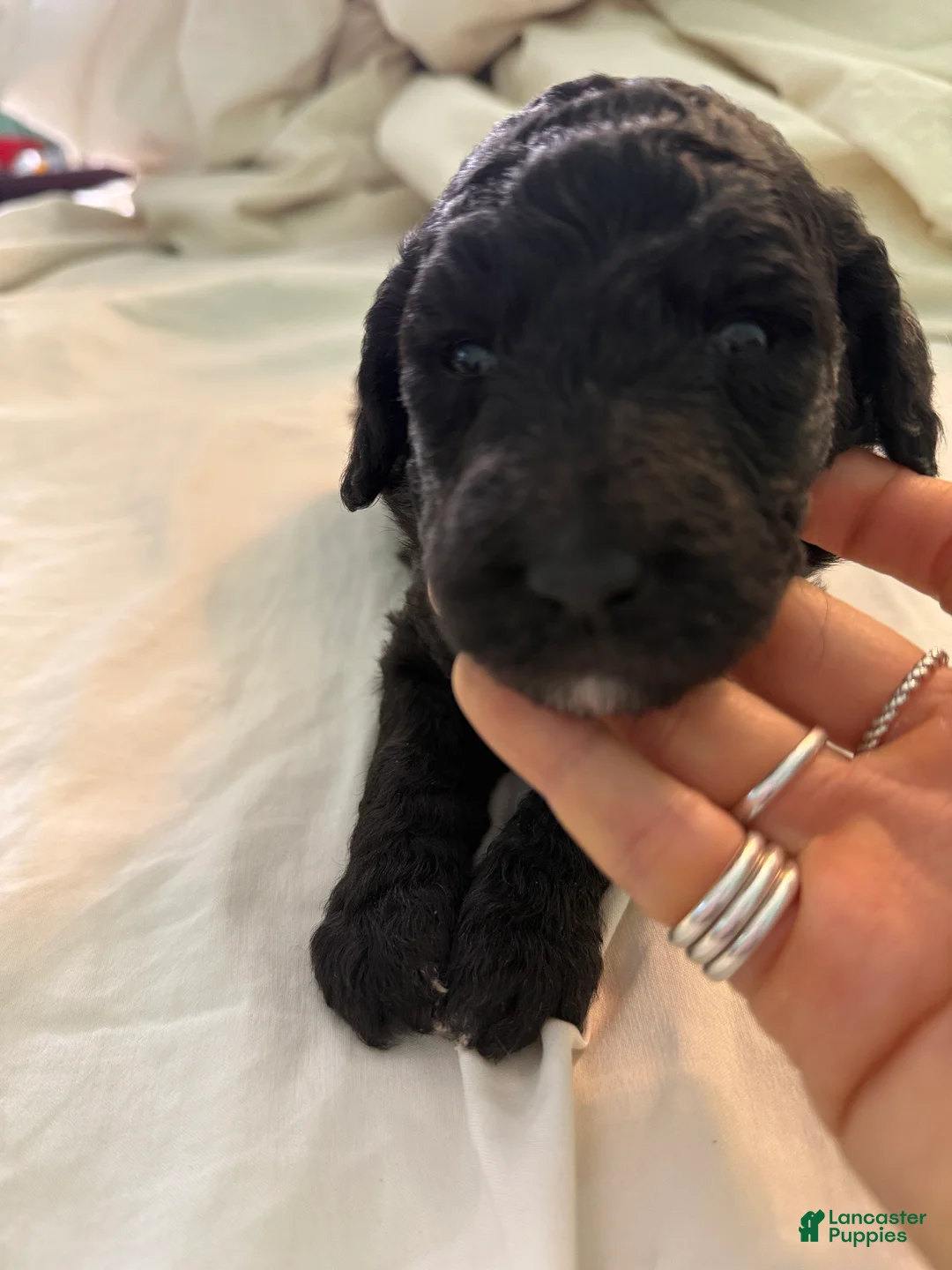 Standard Poodle dogs for sale: Standard Poodle Puppy 4 - Ad 7