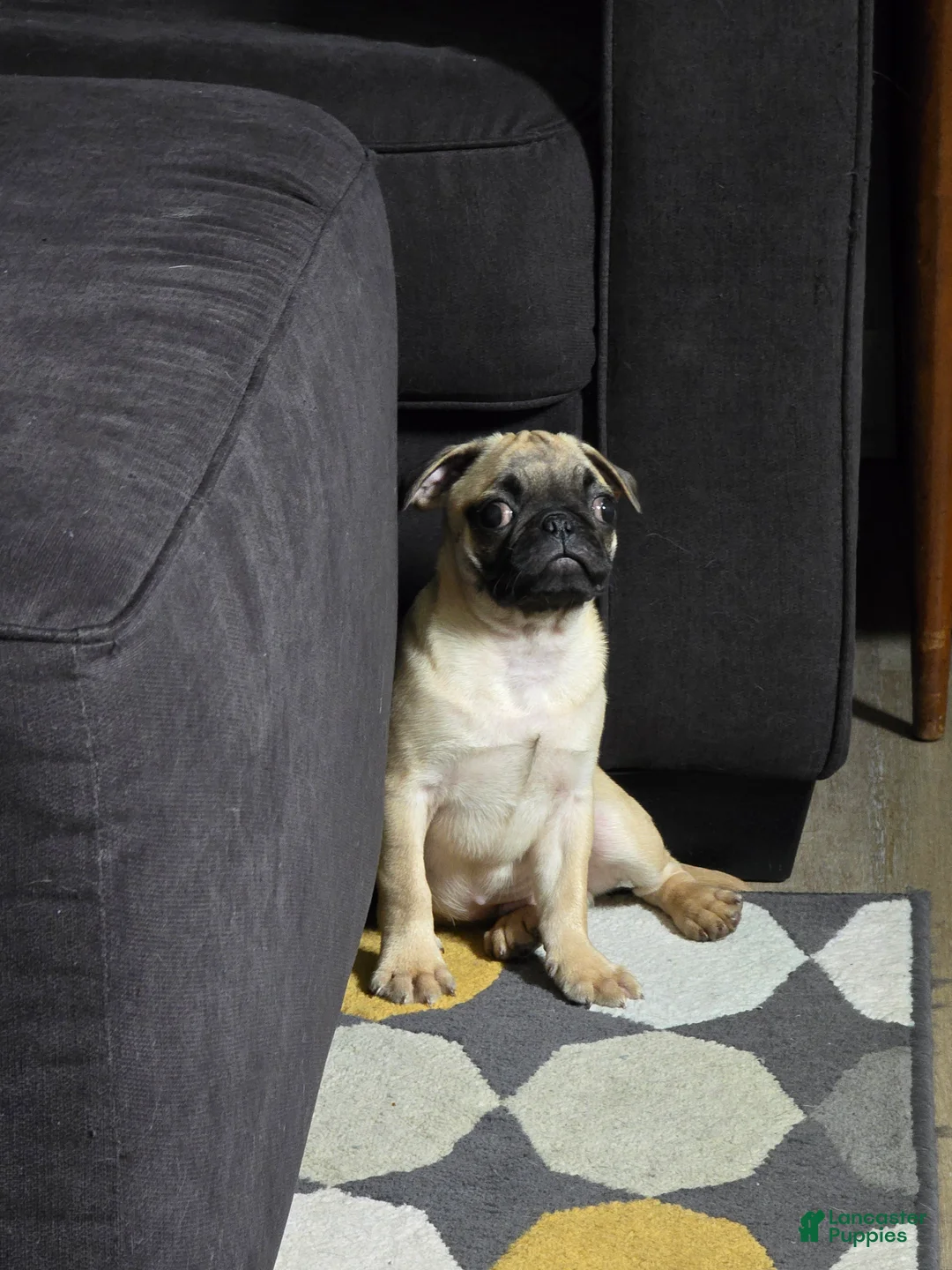 Mixed Breed dogs for sale: Mixed Breed Puppy 1 - Ad 3