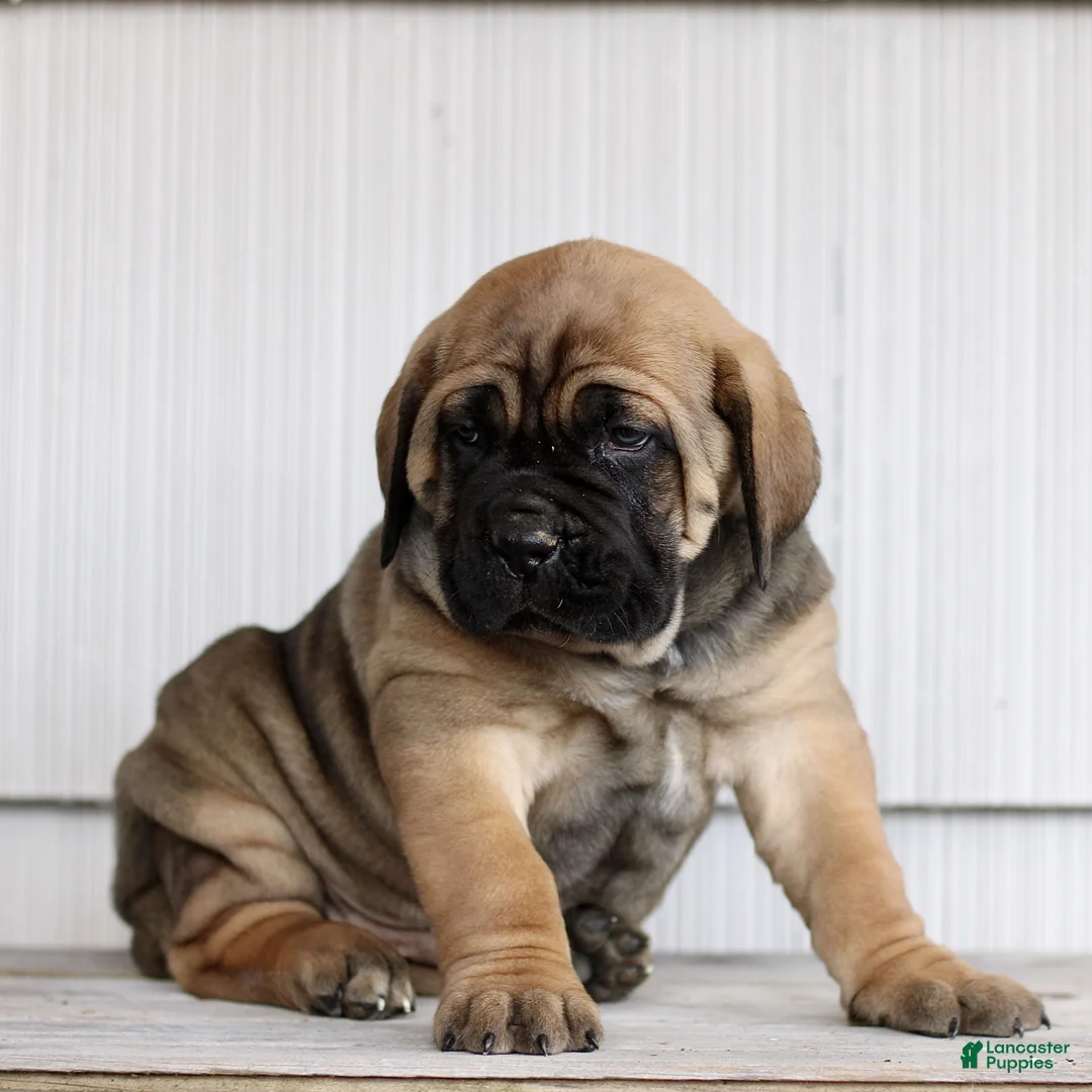 Cane Corso dogs for sale: Nico  - Ad 5