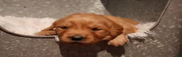 Golden Retriever dogs for sale: Indi - AKC, Genetically Clear - Ad 1