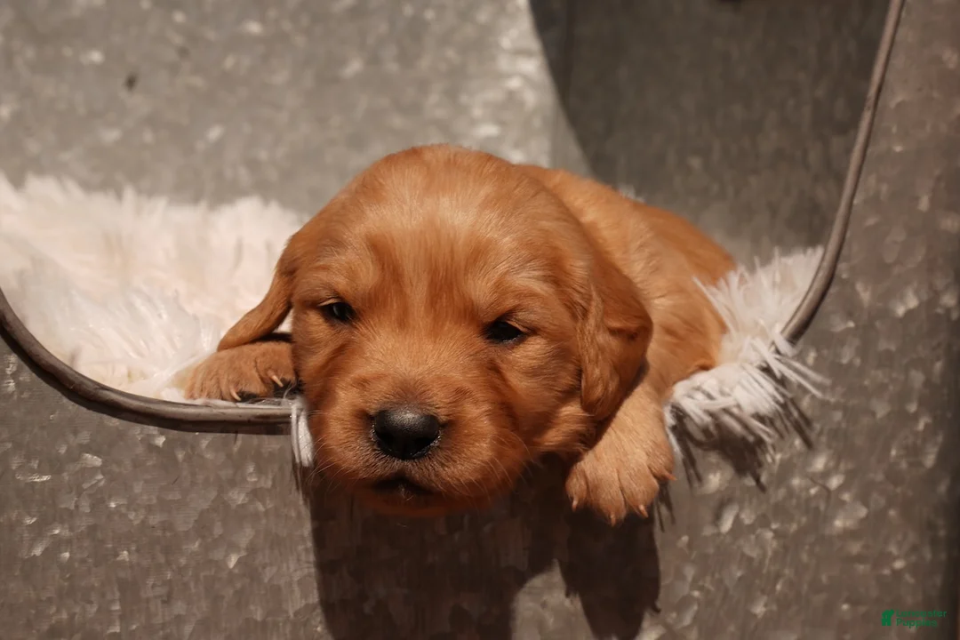 Golden Retriever dogs for sale: Indi - AKC, Genetically Clear - Ad 1