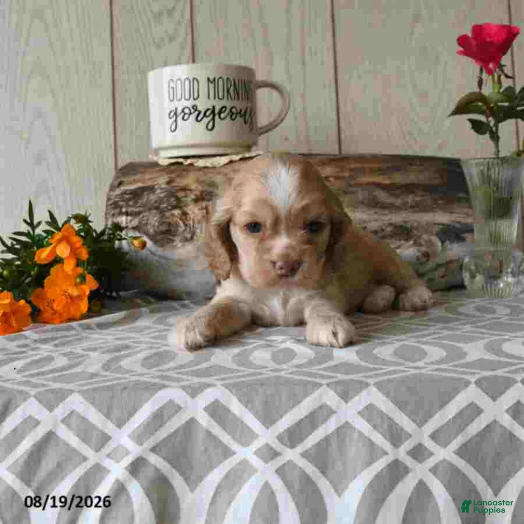 Cocker Spaniel dogs for sale: Candy - Ad 4