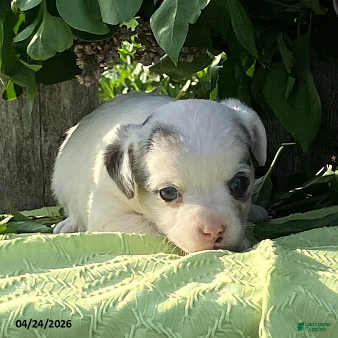 Jack Russell Terrier dogs for sale: Olive  - Ad 2