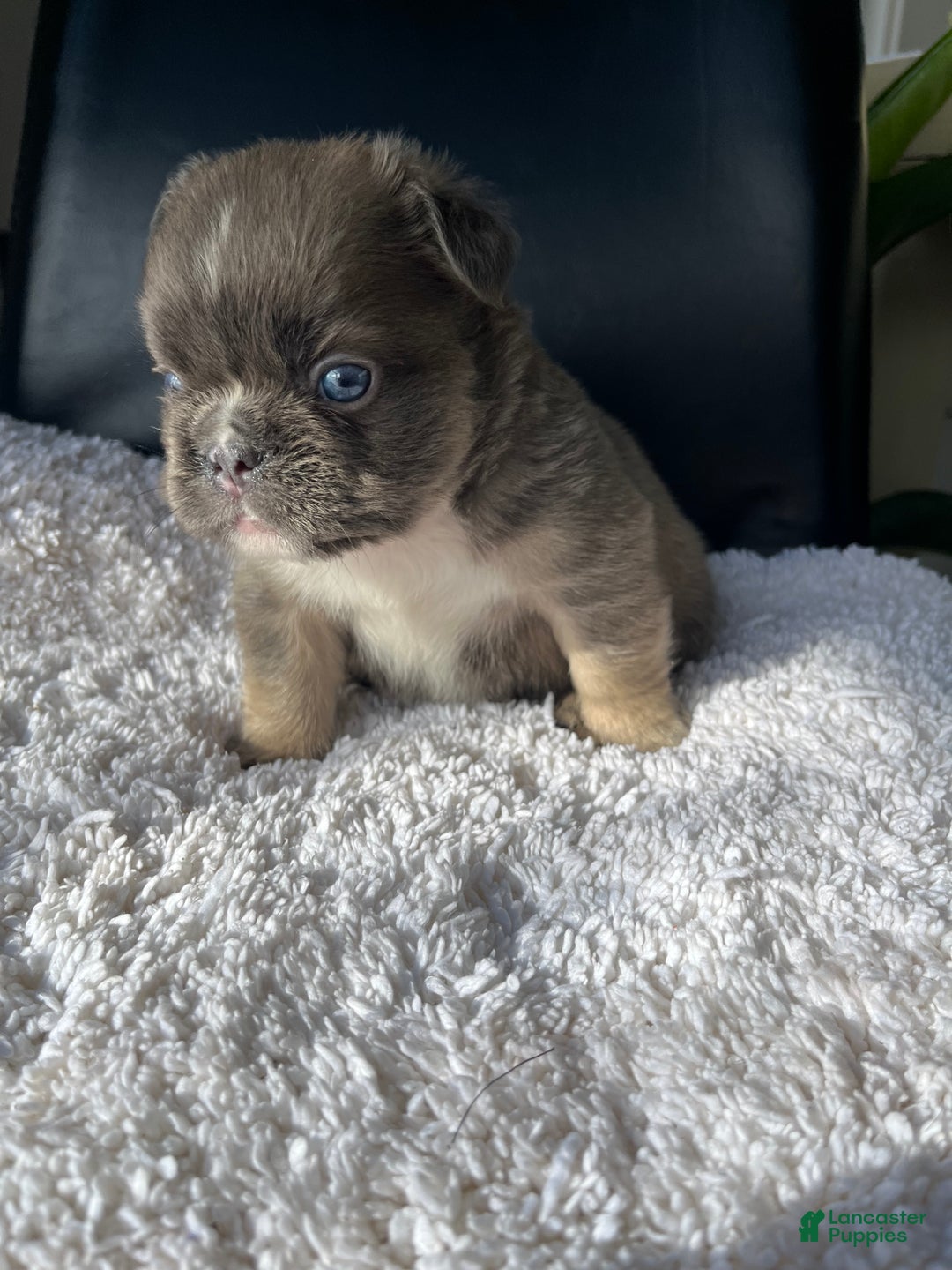 French Bulldog dogs for sale: Duke - Ad 4