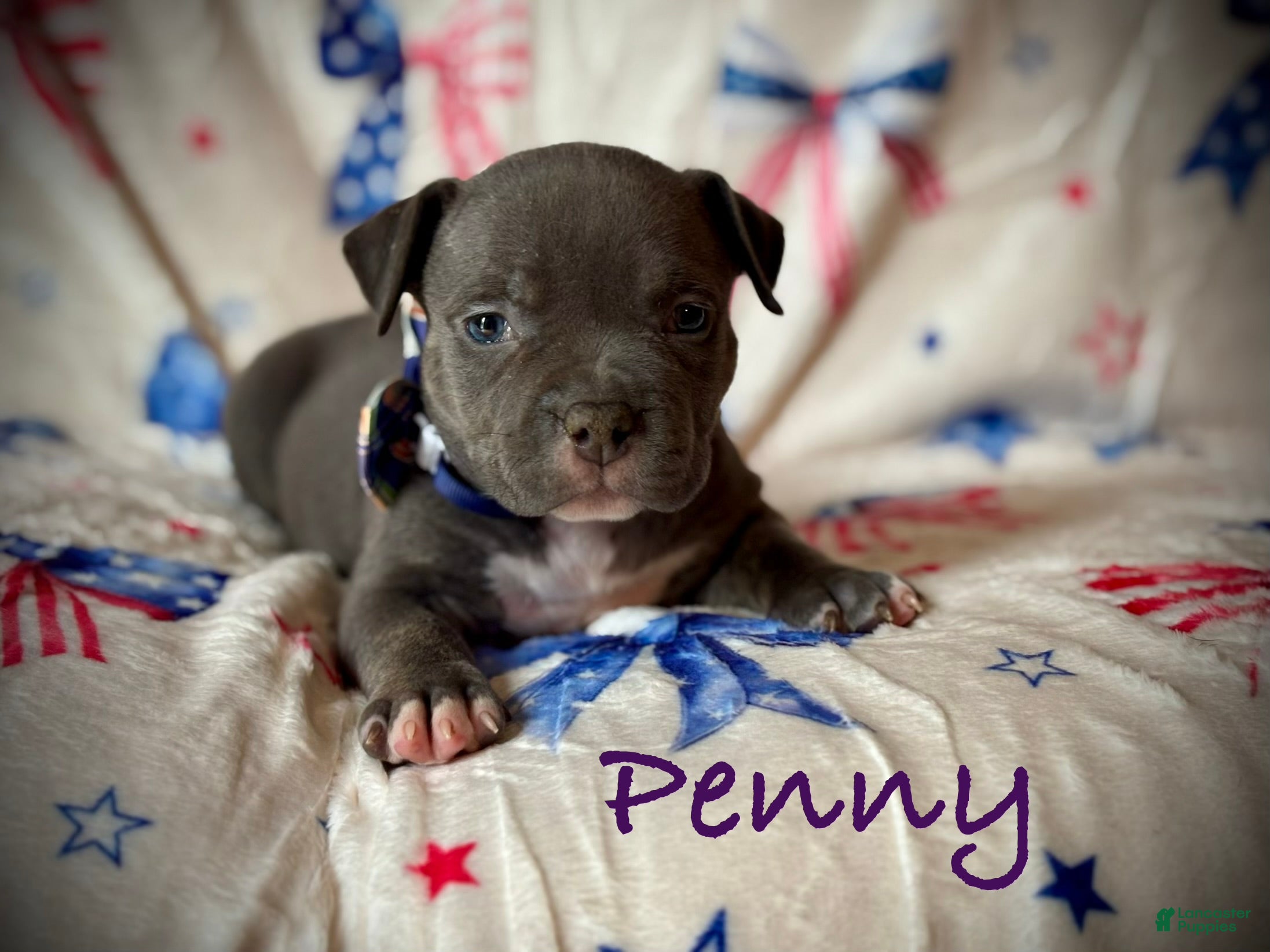 American Bully dogs Penny - Ad 2