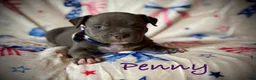 American Bully dogs for sale: Penny - Ad 2