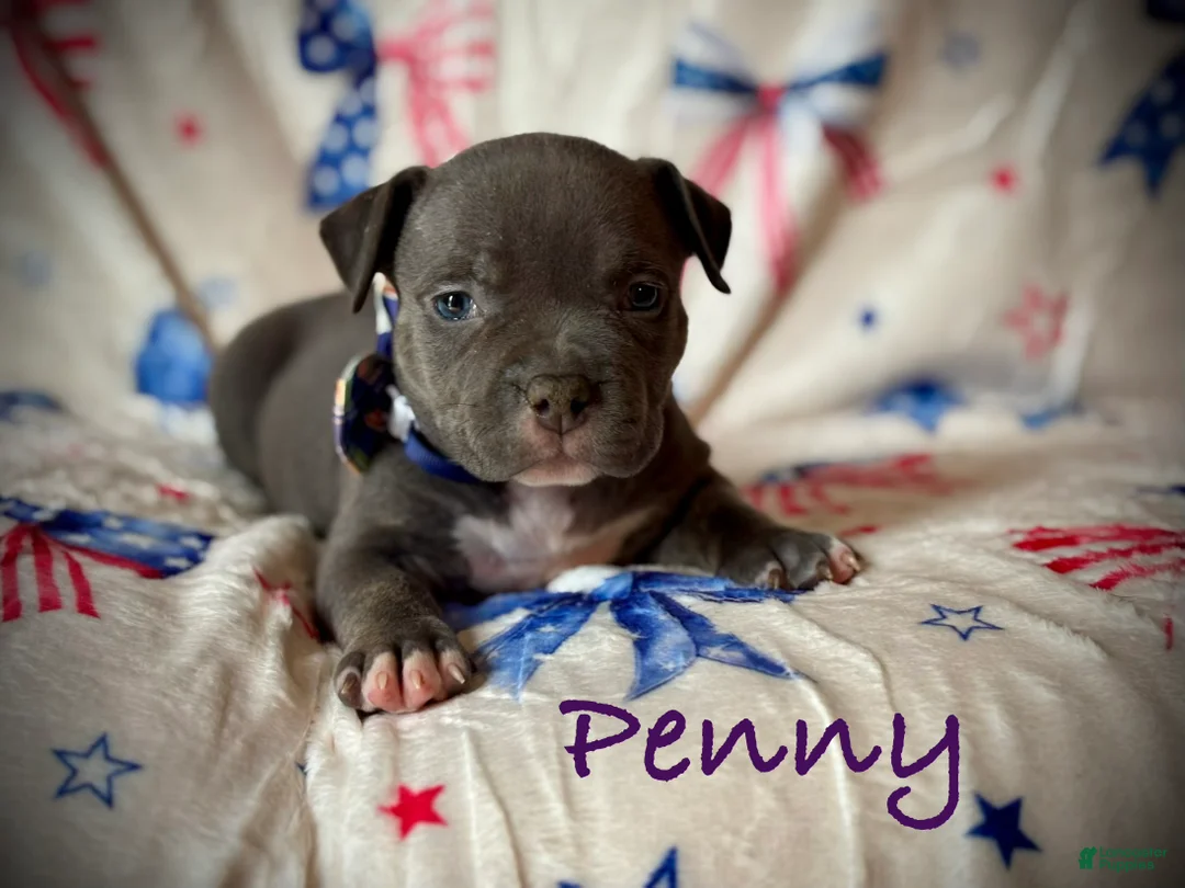 American Bully dogs for sale: Penny - Ad 2