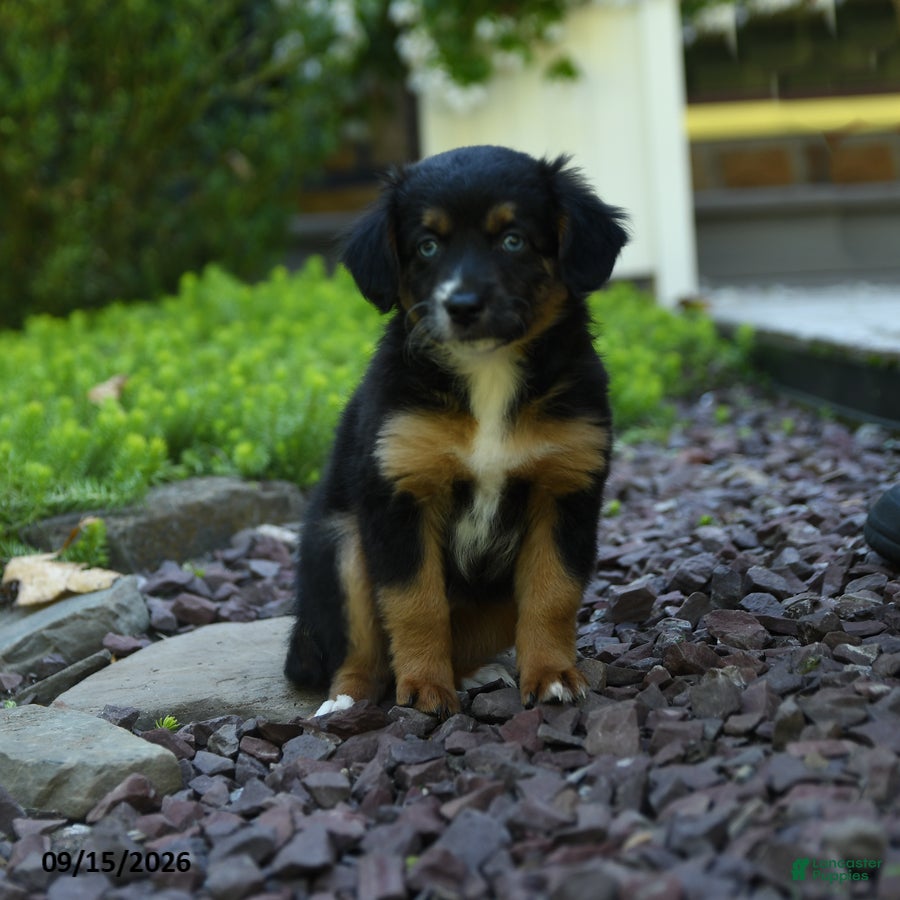 Aussiedoodle dogs Pumpkin - Ad 1