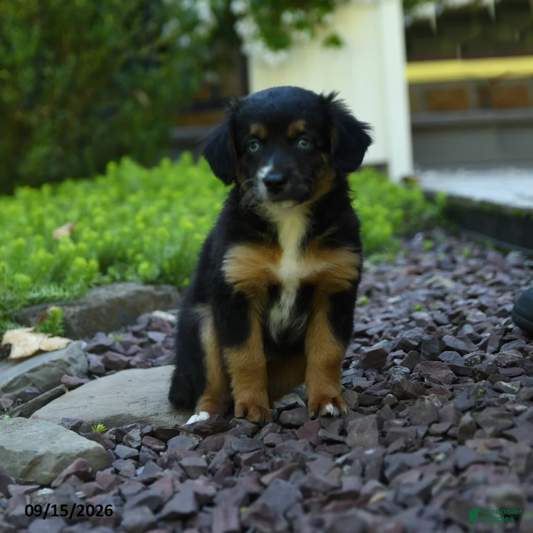 Aussiedoodle dogs for sale: Pumpkin - Ad 1