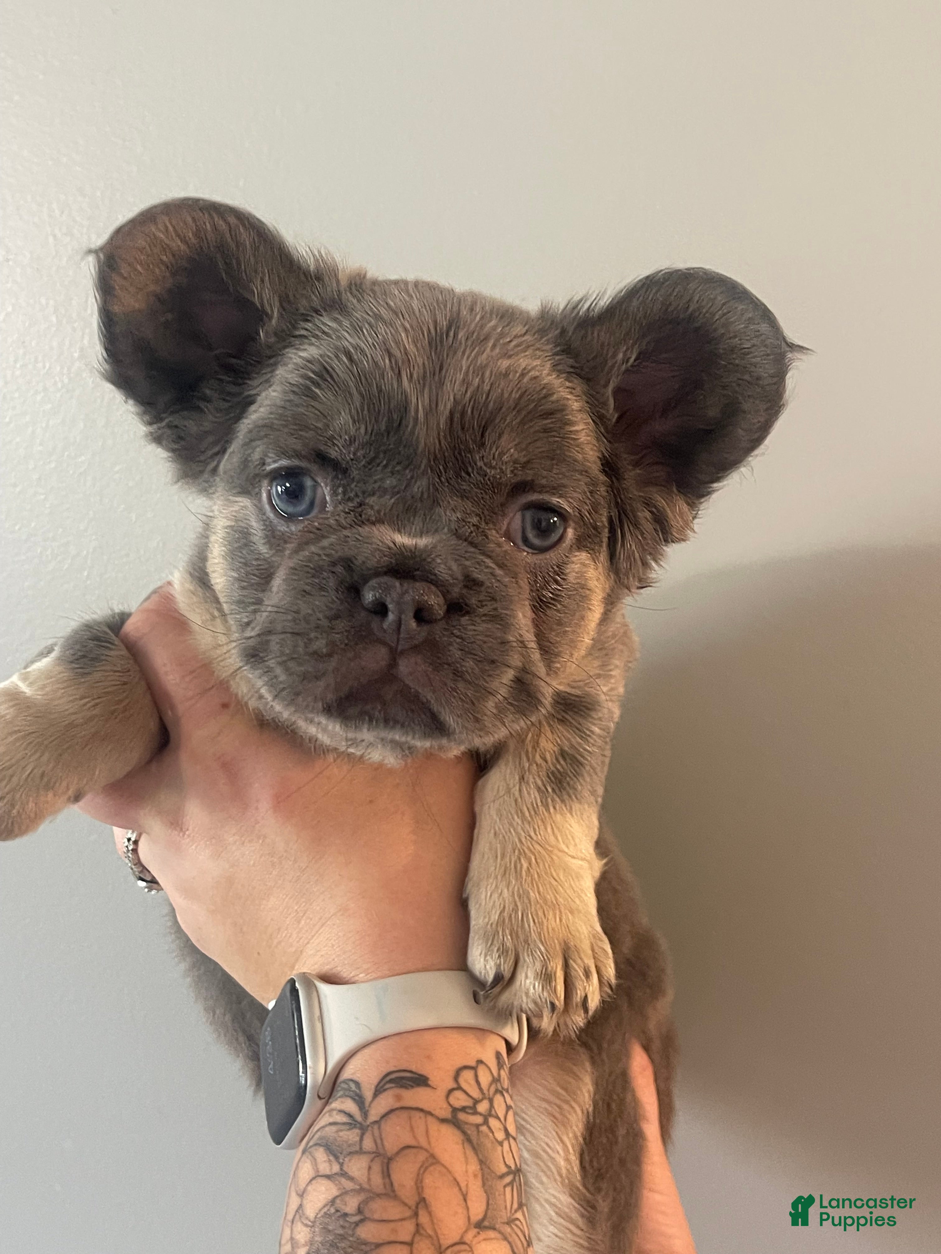 French Bulldog dogs for sale: Fluffy Blue and Tan Female French Bulldog - Ad 2