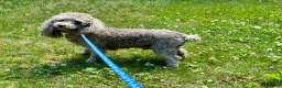 Toy Poodle dogs for sale: Toy Poodle Puppy 4 - Ad 3