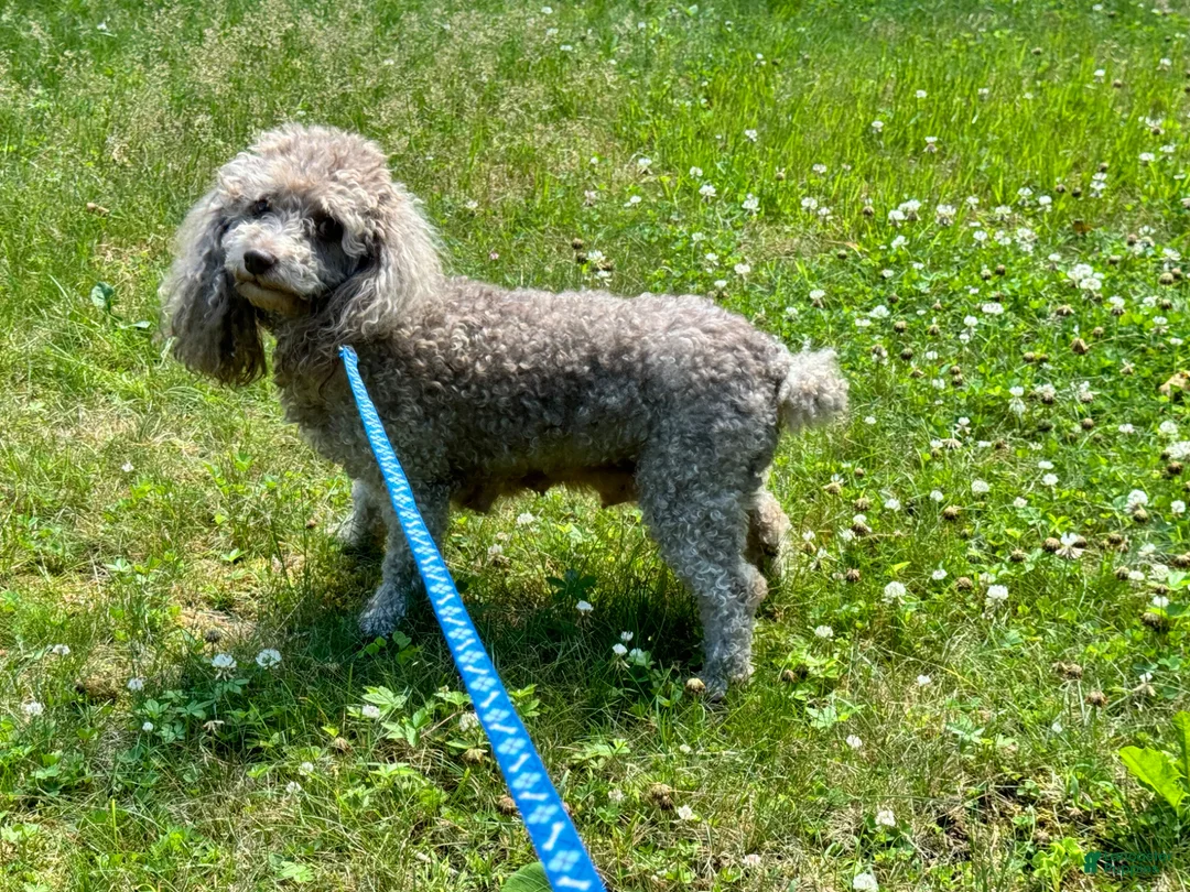 Toy Poodle dogs for sale: Toy Poodle Puppy 4 - Ad 3