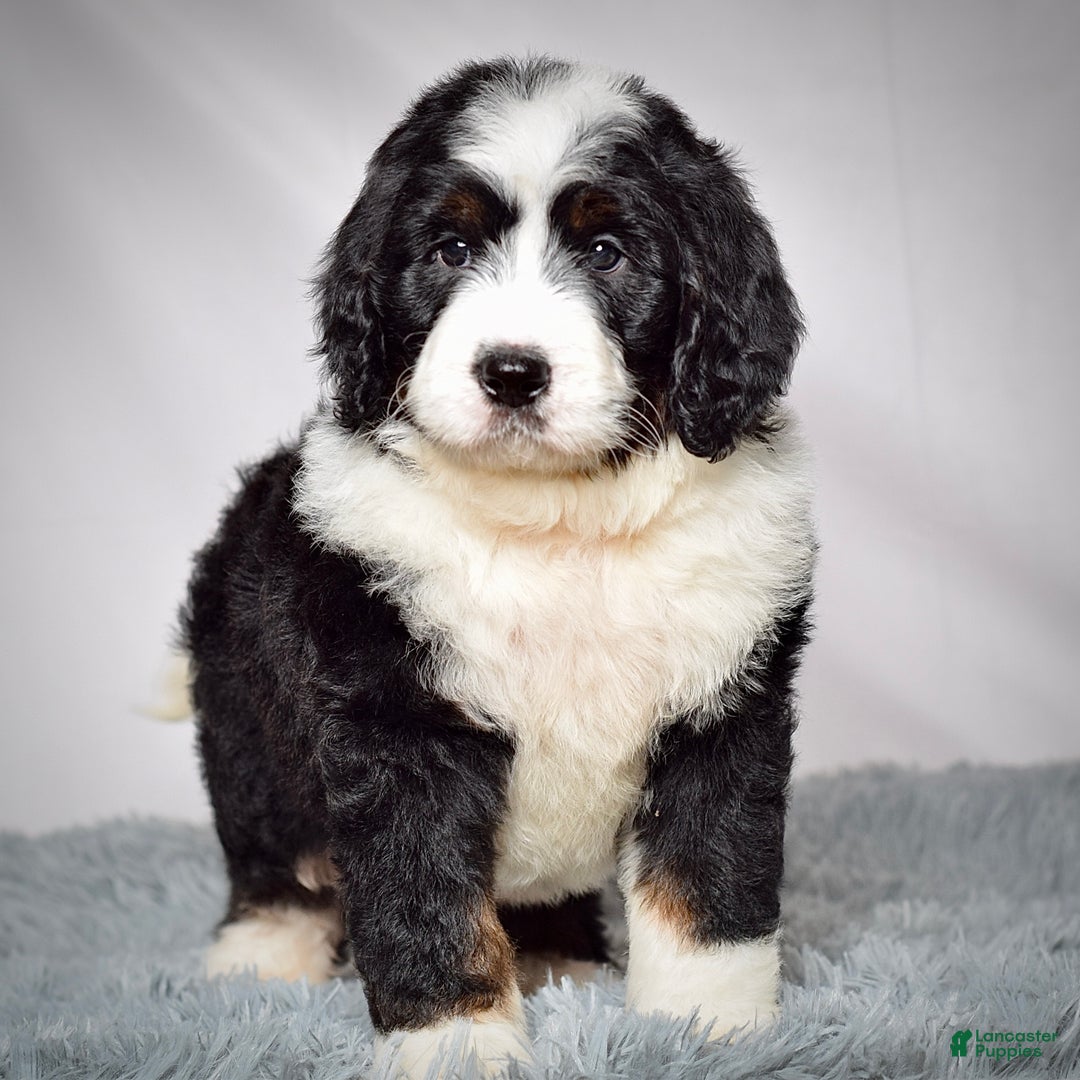 Bernedoodle dogs for sale: Ms. Maddie - Ad 9