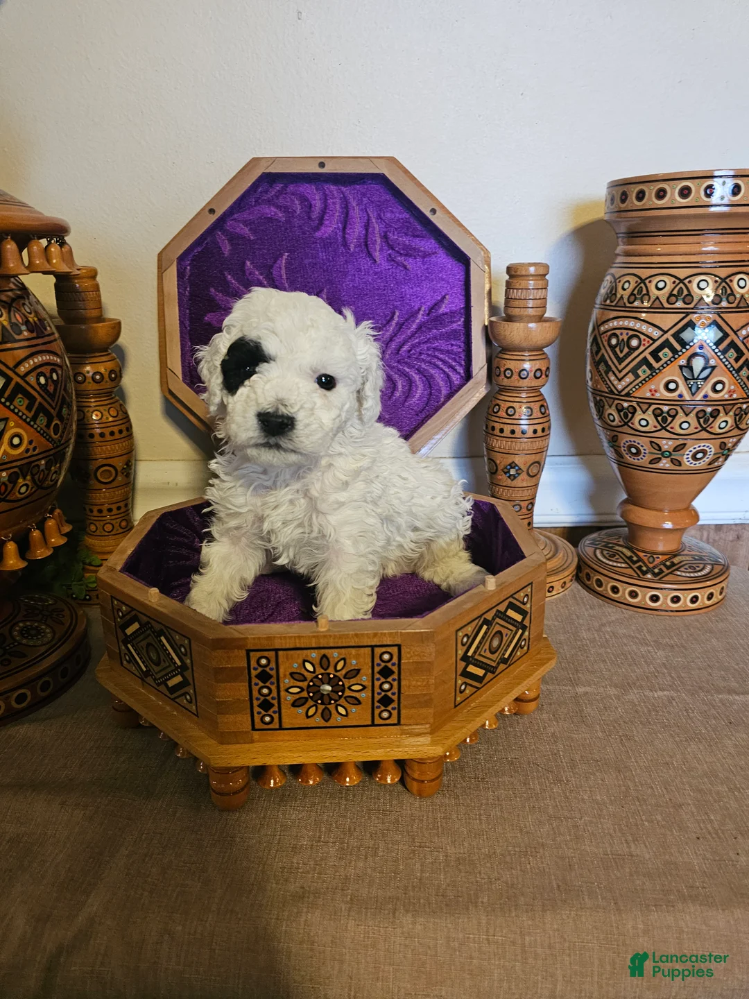 Mini Goldendoodle dogs for sale: Aspen - Ad 8