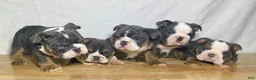 English Bulldog dogs for sale: Cali - Ad 10