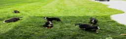 Bernese Mountain Dog dogs for sale: SPIKE - Ad 22