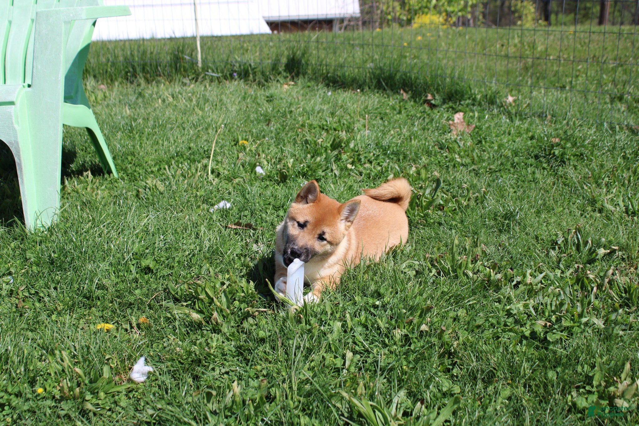 Shiba Inu dogs Fox - Ad 42