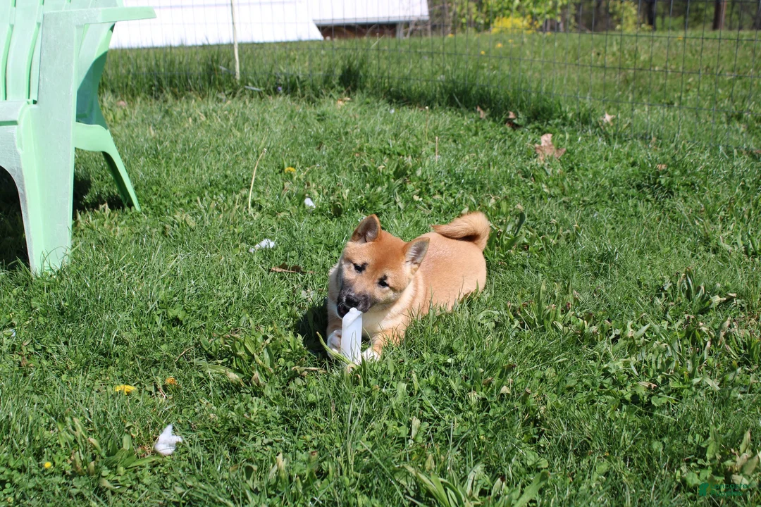 Shiba Inu dogs for sale: Fox - Ad 1
