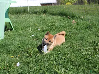 Shiba Inu dogs Fox - Ad 8