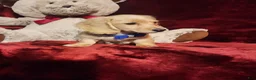 Miniature Dachshund dogs for sale: HAYES - Ad 9
