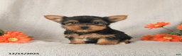 Yorkshire Terrier dogs for sale: Candy - Ad 2