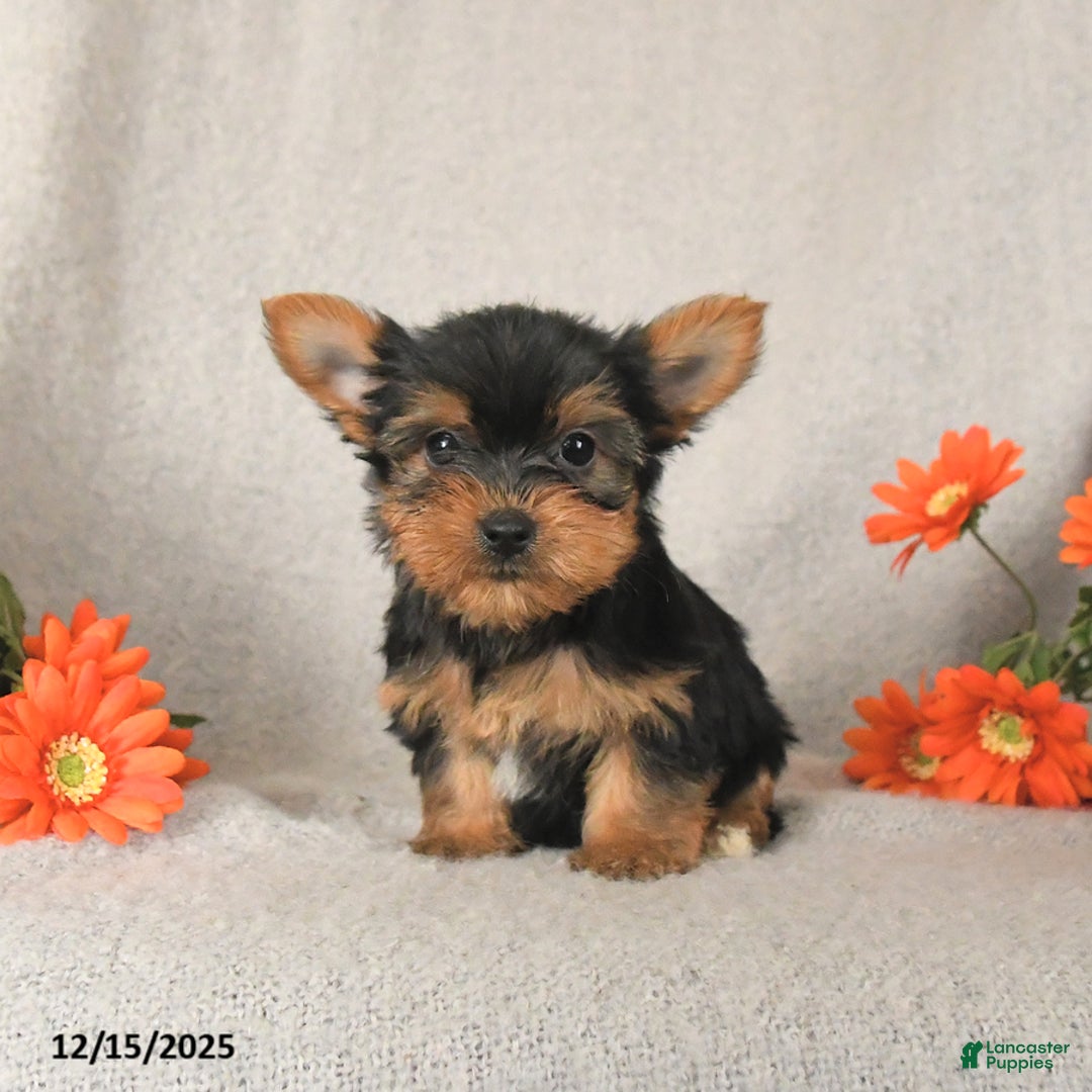 Yorkshire Terrier dogs for sale: Candy - Ad 2
