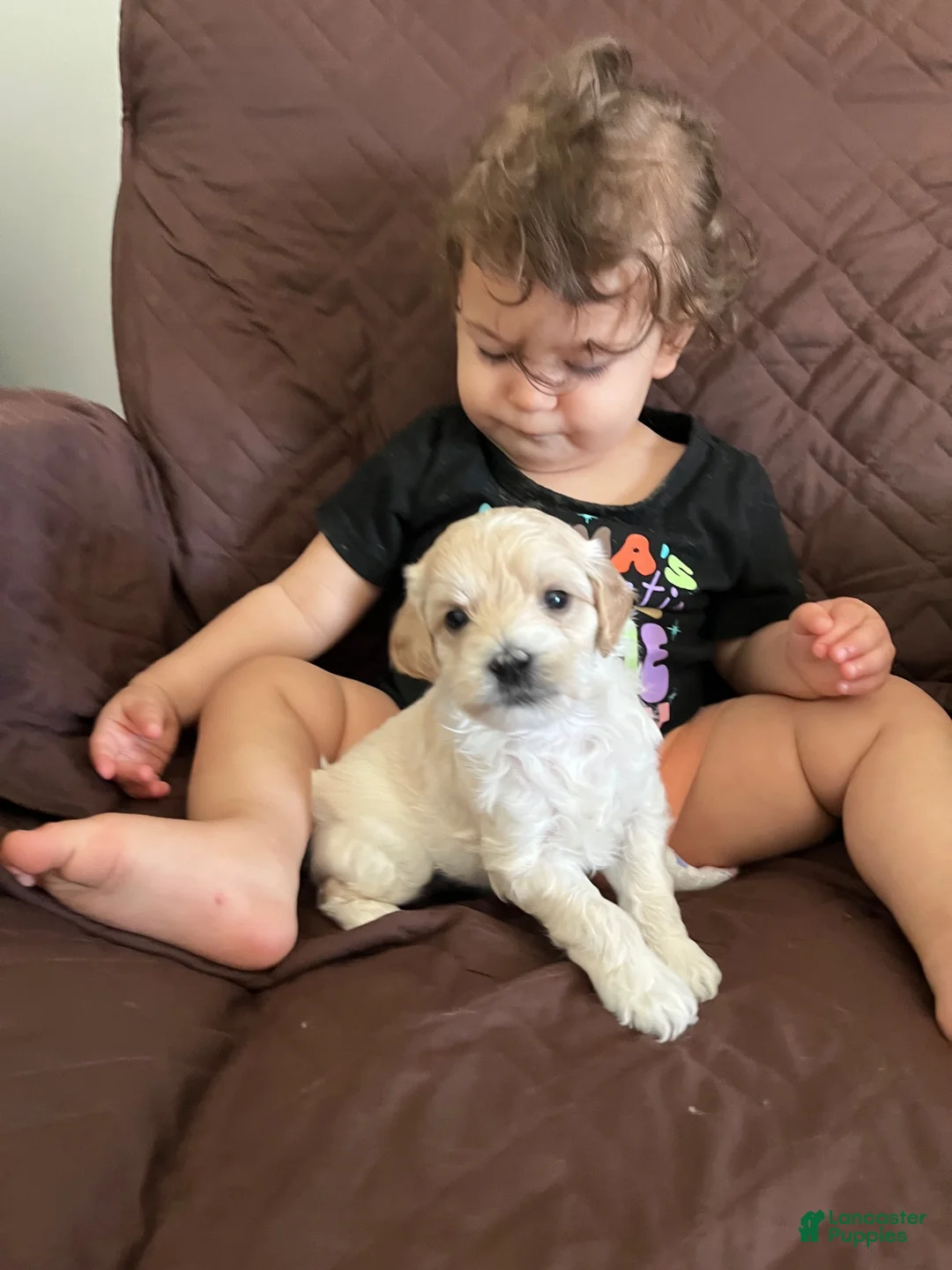 Mini Goldendoodle dogs for sale: Mini Goldendoodle 1 - Ad 1