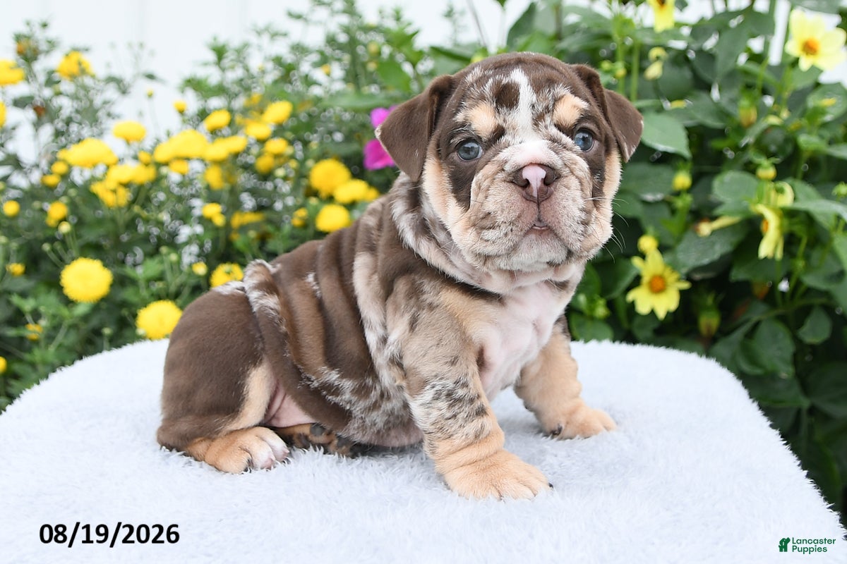 English Bulldog dogs Prince - Ad 1