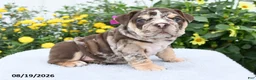 English Bulldog dogs for sale: Prince - Ad 1
