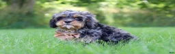 Cavapoo dogs for sale: Skeeter - Ad 5